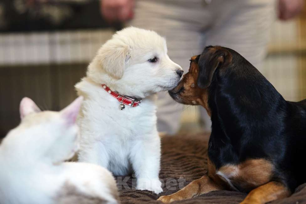 Собаки в Красногорске: Щенок Шон 1,5 месяца ищет дом  Мальчик, Бесплатно - фото 2
