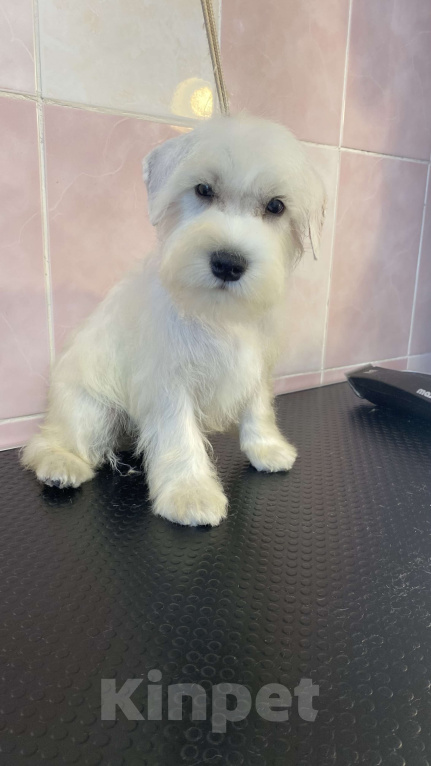 Собаки в Москве: Щенок цвергшнауцера белого Девочка, 55 000 руб. - фото 2