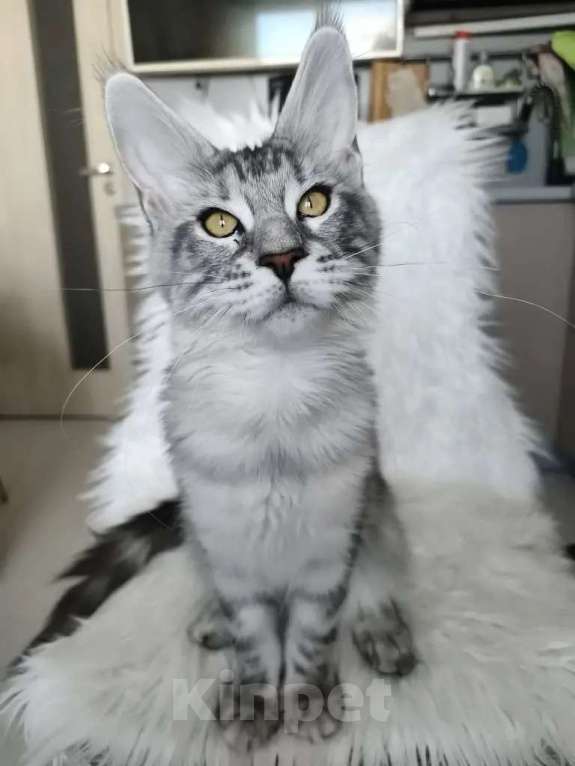 Кошки в Санкт-Петербурге: Котенок мейн-кун черный мрамор на серебре Девочка, 100 000 руб. - фото 4