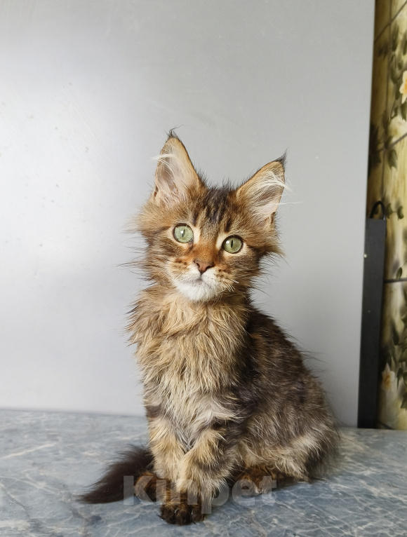 Кошки в Москве: Котёнок Мейн-кун Девочка Девочка, 40 000 руб. - фото 3
