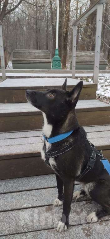 Собаки в Москве: Чудесная собакп Девочка, Бесплатно - фото 1