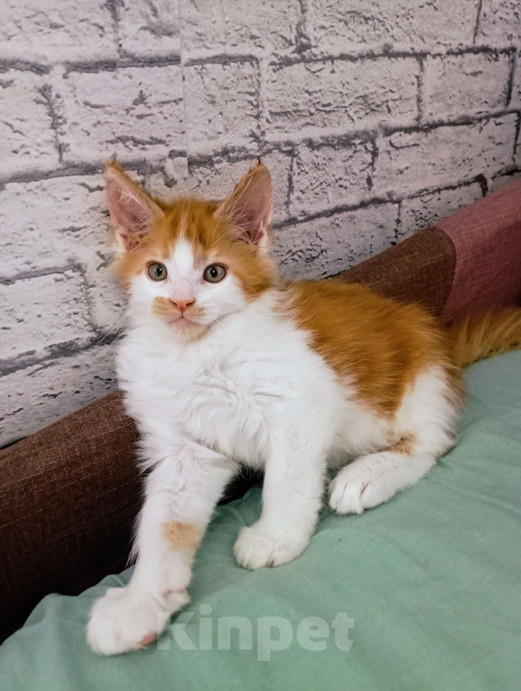 Кошки в Ижевске: Мейн кун  Мальчик, 10 000 руб. - фото 2