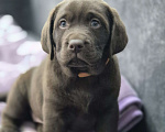 Собаки в других городах Крыма: Щенки лабрадора-ретривера Мальчик, 35 000 руб. - фото 3