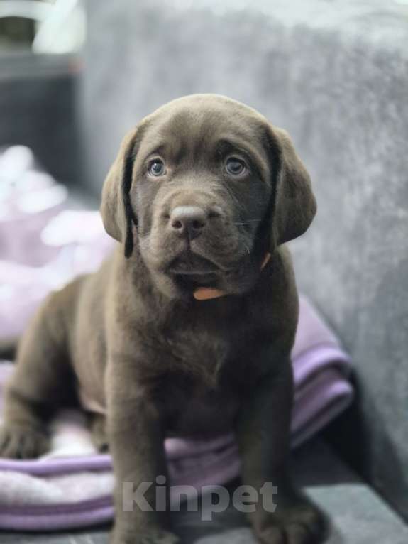 Собаки в других городах Крыма: Щенки лабрадора-ретривера Мальчик, 35 000 руб. - фото 3