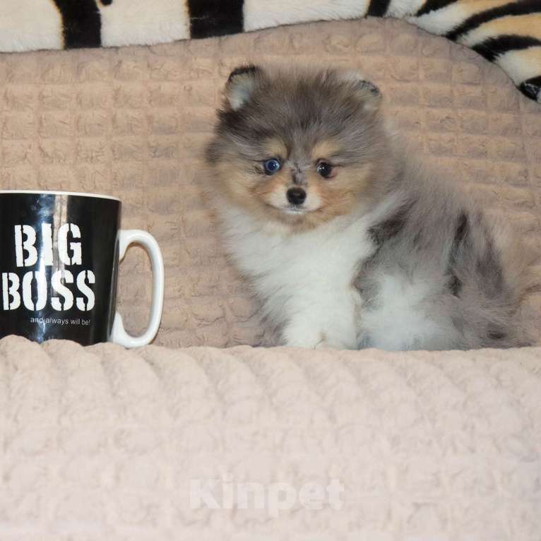 Собаки в Москве: 👍💎 Пушистый медвежонок Мальчик, 55 000 руб. - фото 1