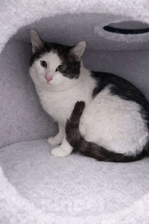 Кошки в Москве: Зайчик в поисках дома Мальчик, Бесплатно - фото 4