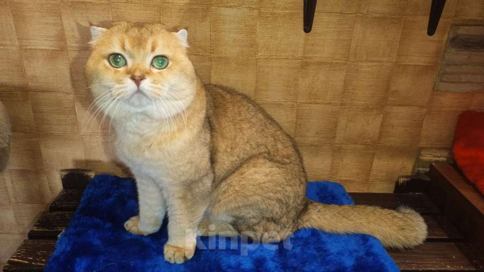 Кошки в Москве: САмый добрый кот Мальчик, 3 000 руб. - фото 4