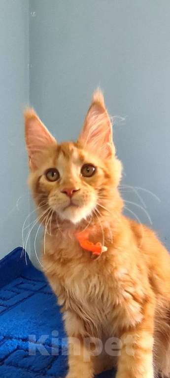 Кошки в Самаре: Котёнок породы Мейн-кун, MCO female Marsel Девочка, 40 000 руб. - фото 7