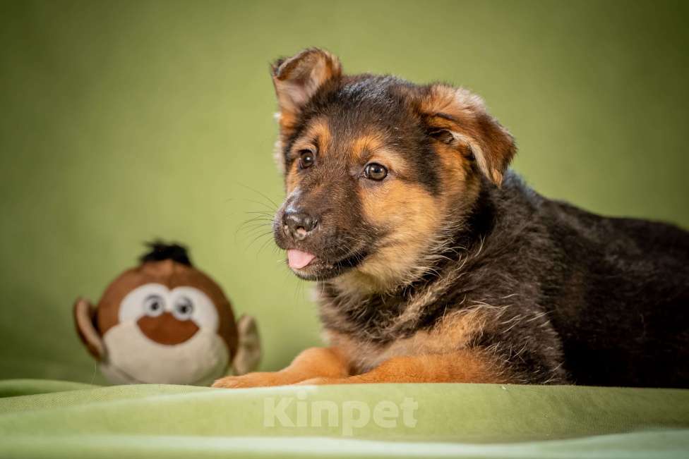 Собаки в Клине: Фундук - славный щенок Мальчик, Бесплатно - фото 6