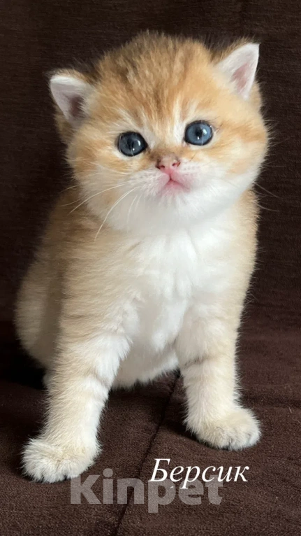 Кошки в Воронеже: Котенок британский короткошерстный Мальчик, 23 000 руб. - фото 2