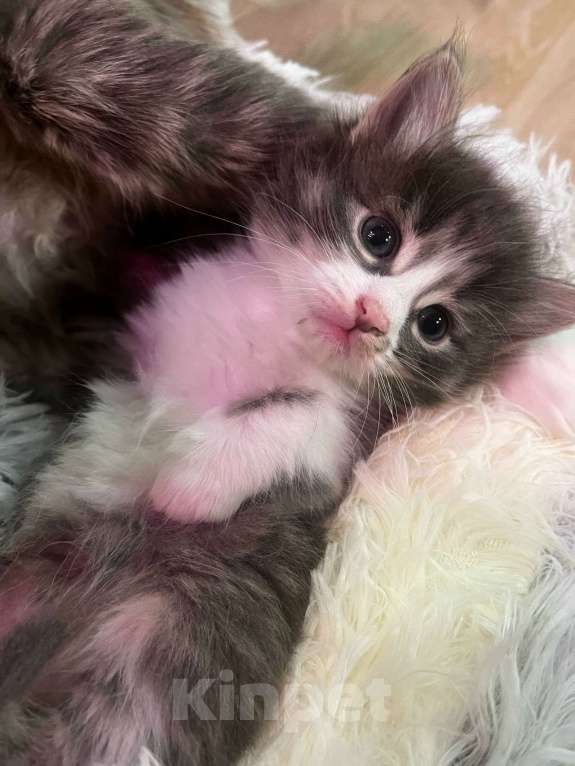 Кошки в Москве: Домашний котенок-мальчик , хорошим людям даром Мальчик, Бесплатно - фото 5