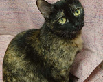 Кошки в Санкт-Петербурге: Кошечка черепахового окраса в добрые руки Девочка, Бесплатно - фото 3
