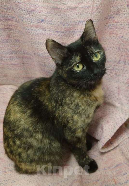 Кошки в Санкт-Петербурге: Кошечка черепахового окраса в добрые руки Девочка, Бесплатно - фото 3