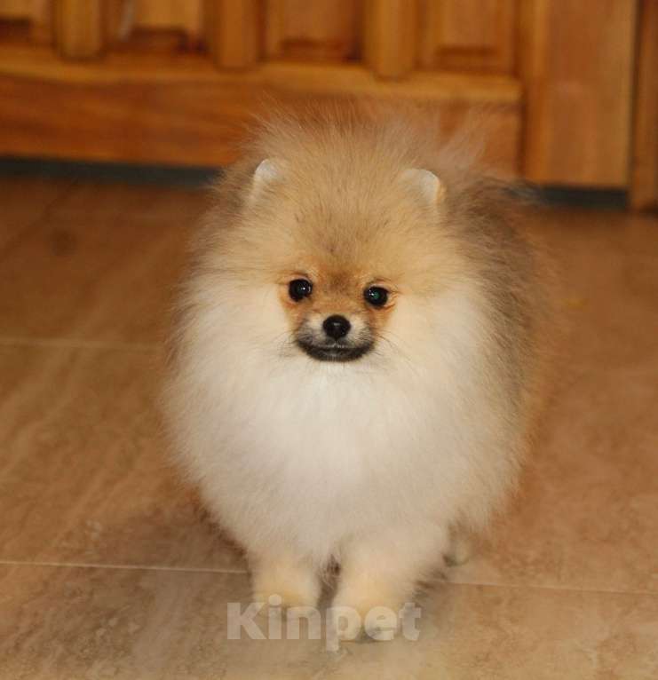 Собаки в Раменском: Мальчик Цицерон Мальчик, 40 000 руб. - фото 3