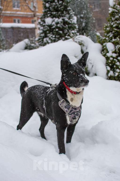 Собаки в Москве: Микки, идеальная собака для квартиры  Девочка, Бесплатно - фото 2
