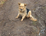 Собаки в Уфе: Найдена собака Девочка, Бесплатно - фото 3