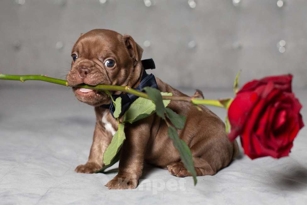 Собаки в Москве: Французский бульдог, щенок Мальчик, 70 000 руб. - фото 1
