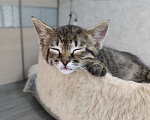 Кошки в Королеве: Котёнок в добрые руки Мальчик, Бесплатно - фото 3