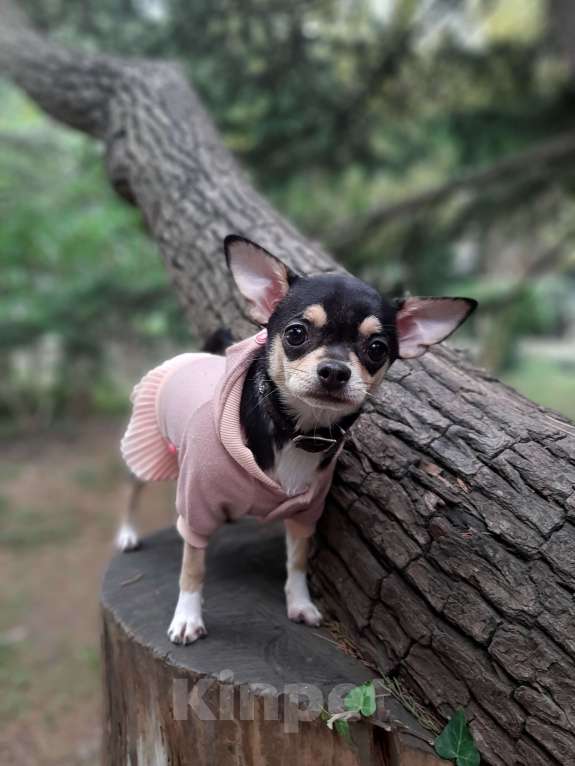 Собаки в Ялте: Чихуахуа подрощенная девочка Девочка, 40 000 руб. - фото 8