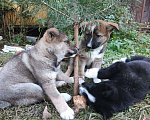 Собаки в Домодедово: Малышка Олива ищет семью  Девочка, Бесплатно - фото 2
