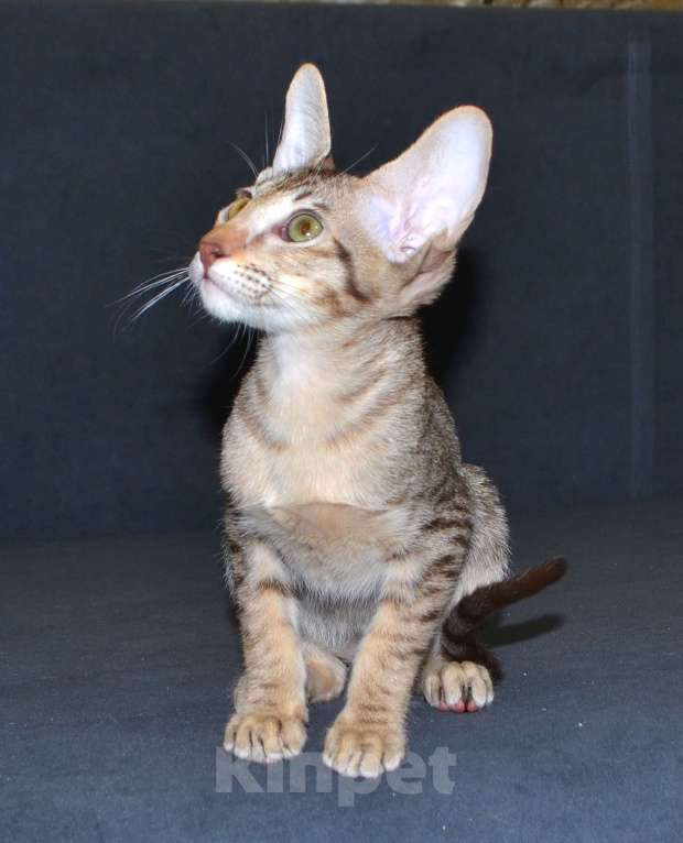 Кошки в Глазове: Хонда Девочка, 30 000 руб. - фото 5