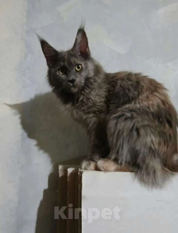 Кошки в Москве: Красивенные Мейн кун Девочка, 18 000 руб. - фото 5