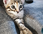Кошки в Казани: Кошечка Девочка, Бесплатно - фото 3