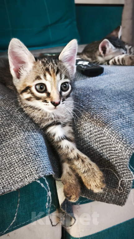 Кошки в Казани: Кошечка Девочка, Бесплатно - фото 3