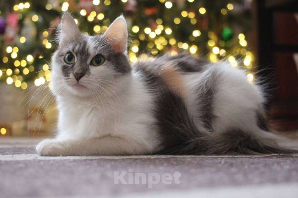 Кошки в Москве: Мика Девочка, Бесплатно - фото 3