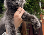 Кошки в Краснодаре: Котенок мейн кун голубой дым Мальчик, 60 000 руб. - фото 3
