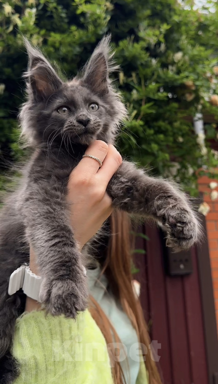 Кошки в Краснодаре: Котенок мейн кун голубой дым Мальчик, 60 000 руб. - фото 3