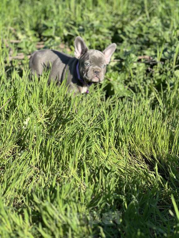 Собаки в Москве: Лиловый красавчик Мальчик, Бесплатно - фото 3