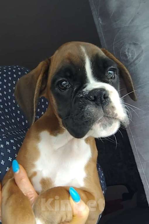 Собаки в Екатеринбурге: Девочка немецкий боксёр Девочка, 55 000 руб. - фото 1