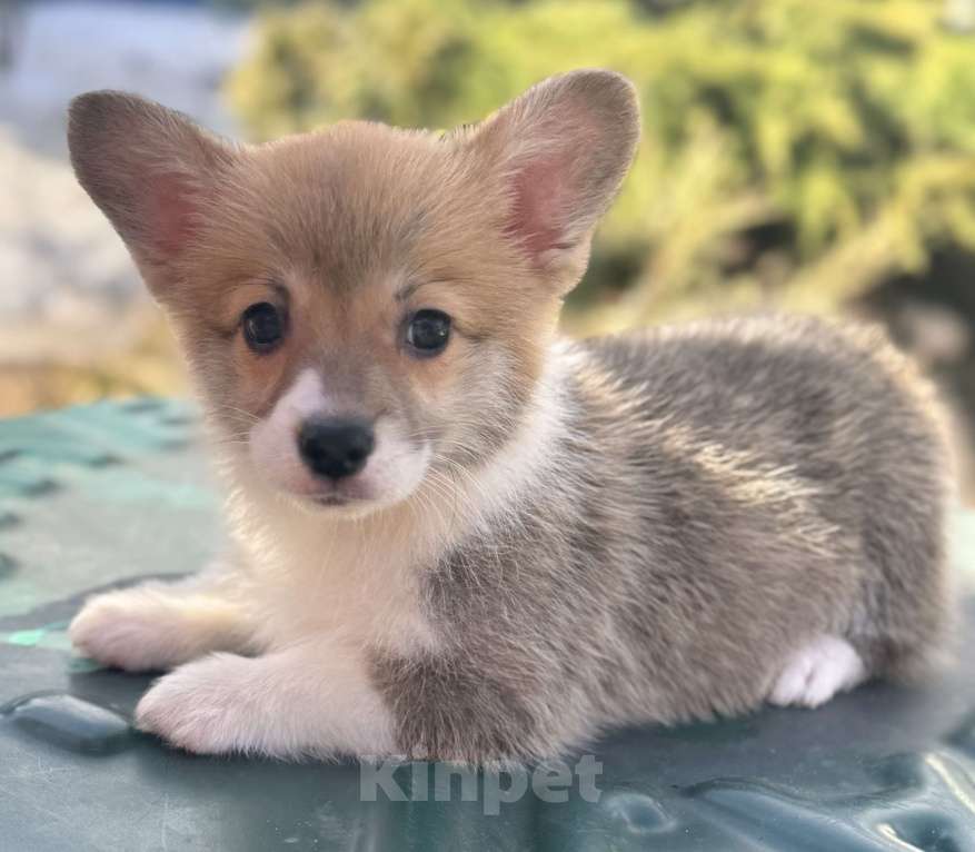 Собаки в Пушкино: щенки вельш корги пемброк Девочка, 50 000 руб. - фото 4