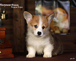 Собаки в белоозёрском: Рыже-белый мальчик корги пемброк  Мальчик, 70 000 руб. - фото 3