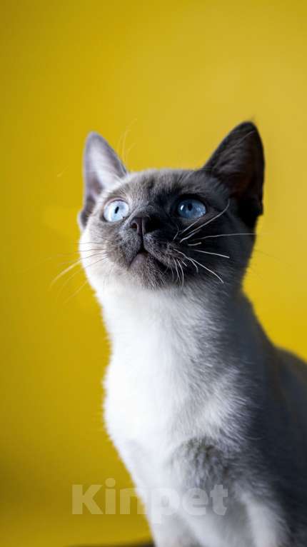 Кошки в Москве: Тайская фенотип, голубоглазая  Девочка, 20 000 руб. - фото 4