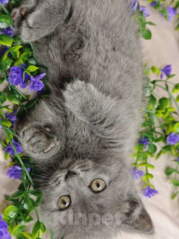 Кошки в Уфе: Манчкин девочка Девочка, 70 000 руб. - фото 2