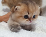Кошки в Череповце: Сладкий мальчишка в любимцы или в разведение Мальчик, 70 000 руб. - фото 5