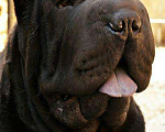 Собаки в Тюмени: Шарпей, 5 000 руб. - фото 1