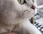 Кошки в Набережных Челнах: Вязка, 1 500 руб. - фото 2