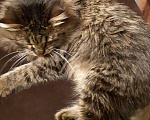 Кошки в Тамбове: Кот в добрые руки, Бесплатно - фото 2