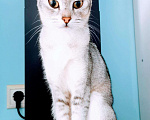 Кошки в Полярном: Чаузи котята, 40 000 руб. - фото 2