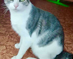 Кошки в Щербинке: Юная славная кошка по имени Сима в дар. Девочка, Бесплатно - фото 4