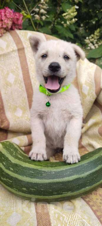 Собаки в Балашихе: щенки от белой овчарки Мальчик, Бесплатно - фото 7