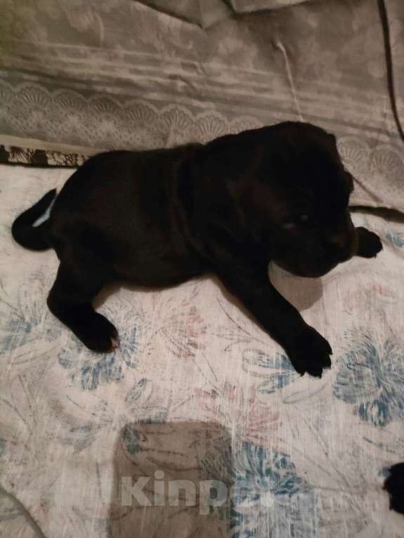 Собаки в Красногорске: Будущие чемпионы- щенки породы кане корсо. Чистокровные. Мальчик, 74 000 руб. - фото 3