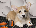 Собаки в Москве: Мальчик вельш корги пемброк  Мальчик, 70 000 руб. - фото 1