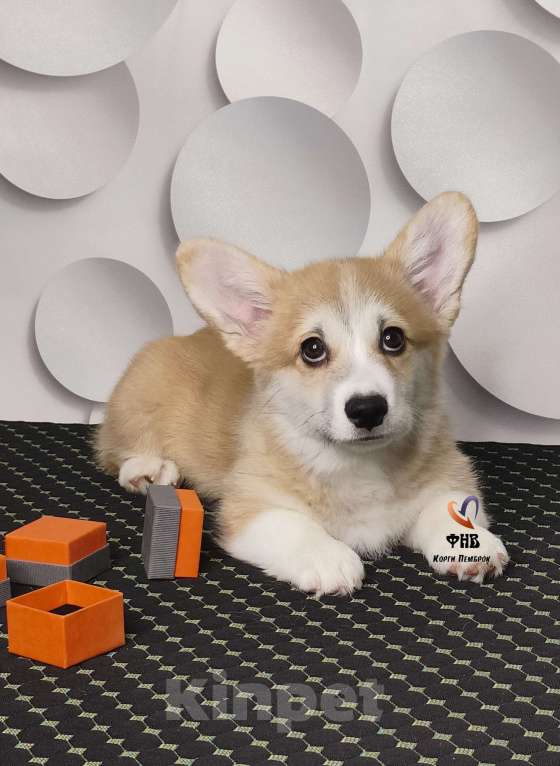 Собаки в Москве: Мальчик вельш корги пемброк  Мальчик, 70 000 руб. - фото 1