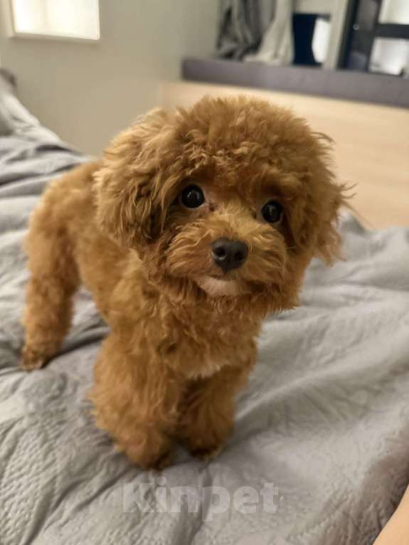 Собаки в Москве: Тикап Тедди Пудель щенок (из Филиппин)  Мальчик, Бесплатно - фото 3