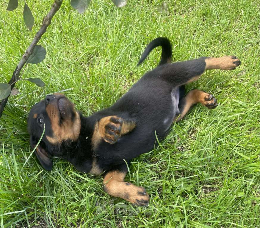 Собаки в других городах Ленинградской области: Щенок ротвейлера Мальчик, 50 000 руб. - фото 8