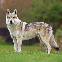 Чехословацкая волчья собака (влчак)